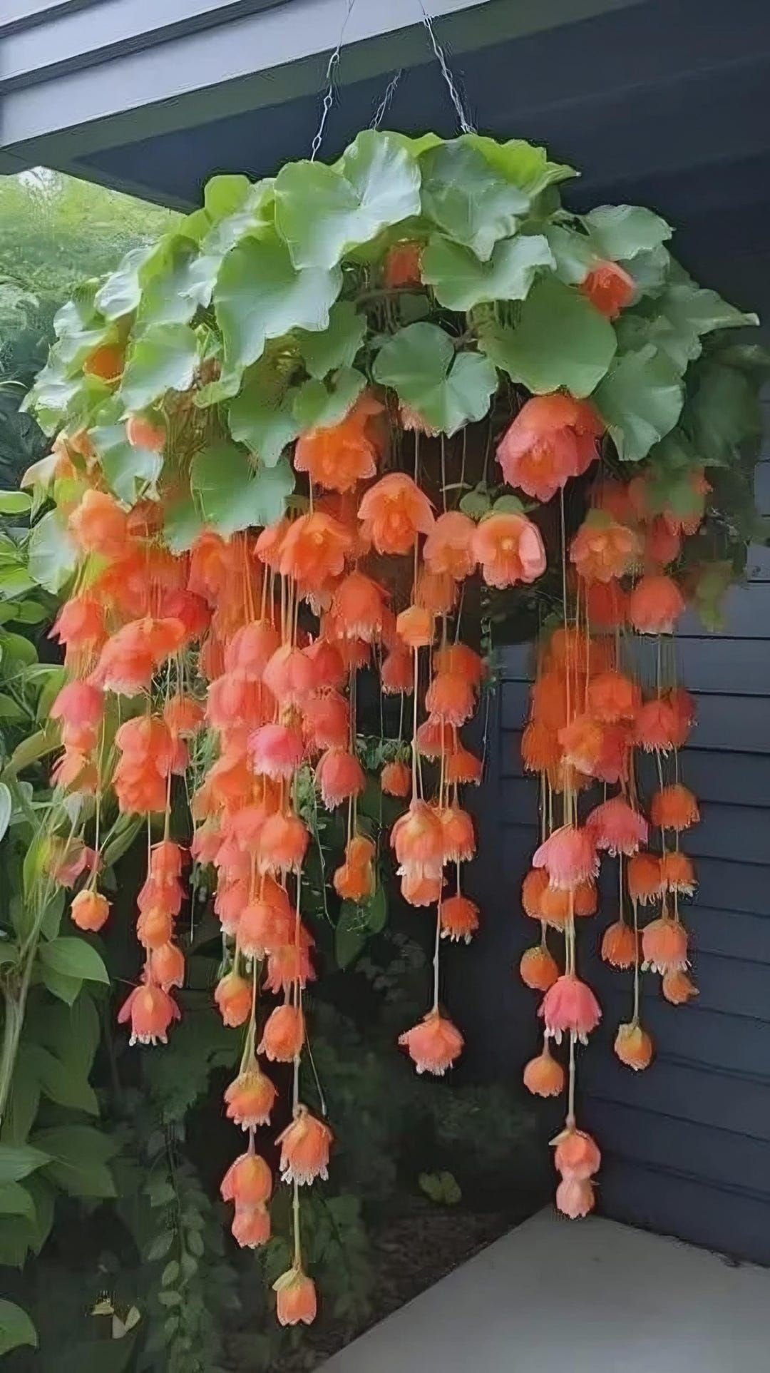 Decorative flowering plants | Ծաղկեպսակների առաքում Երևան